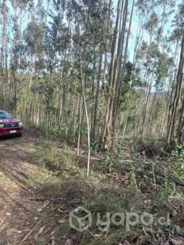 Media hectárea de campo
