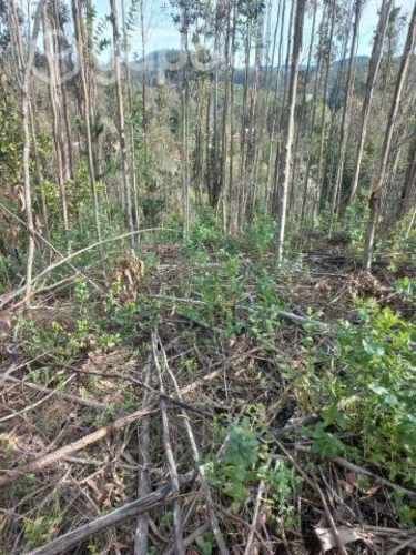 Media hectárea de campo