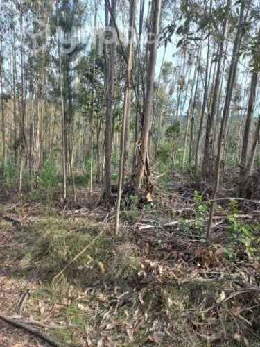 Media hectárea de campo