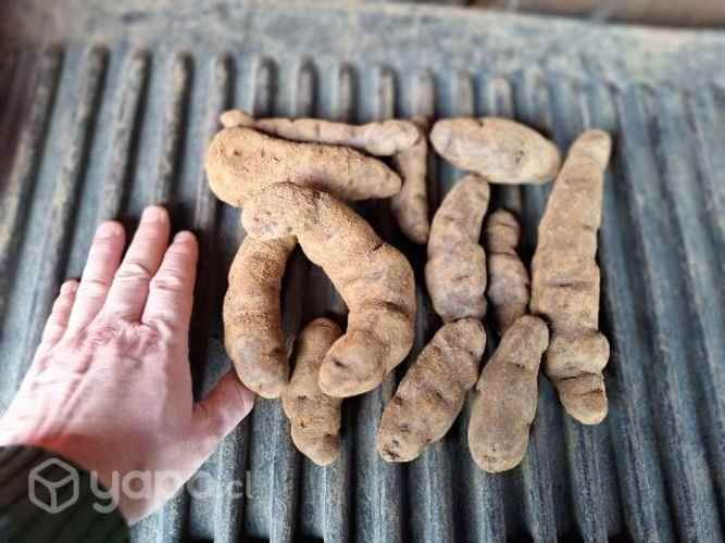 Papas nativas chilotas