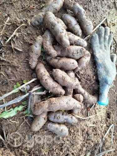 Papas nativas chilotas