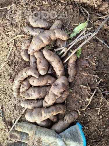 Papas nativas chilotas