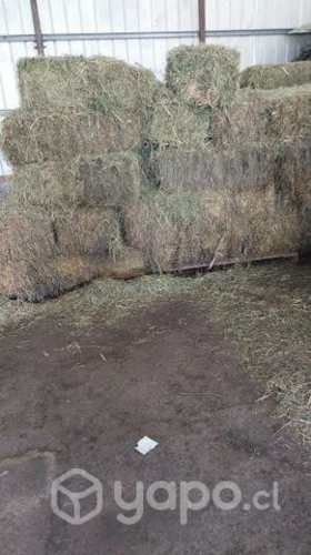 Fardos 3 corte alfalfa