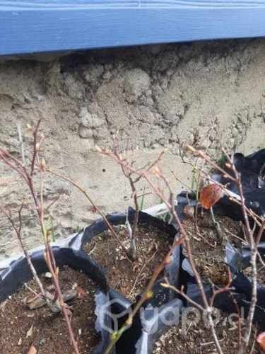 Plantas de frutillas y arandanos