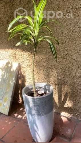 Macetero fibra de arcilla