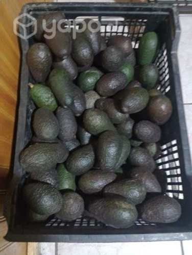 Palta Hass Chilena. San Joaquín