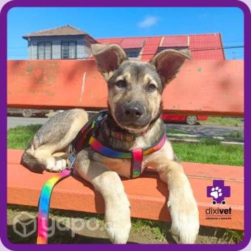 Veterinaria a domicilio