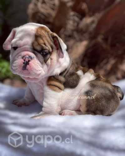 Bulldog inglés ENTREGA INMEDIATA