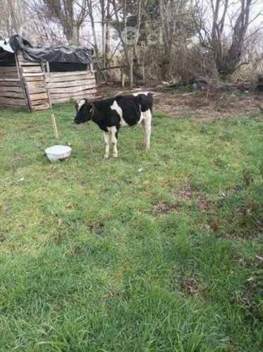 Torito nuevo.sano.permuto.por potrillo nuevo