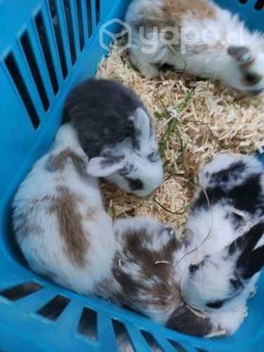 Conejos minilop