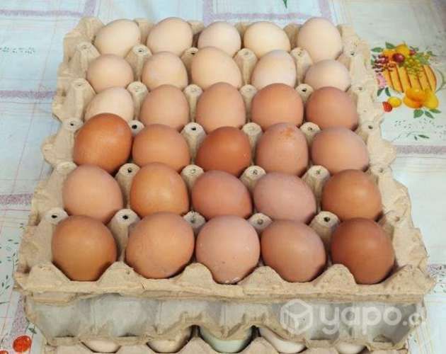 Caseros natural de campo