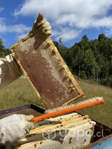 Cera de abejas estampada