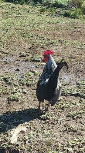 Gallos kollonkos, ketros y enanos