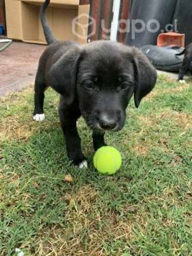 En adopción 3 cachorras.