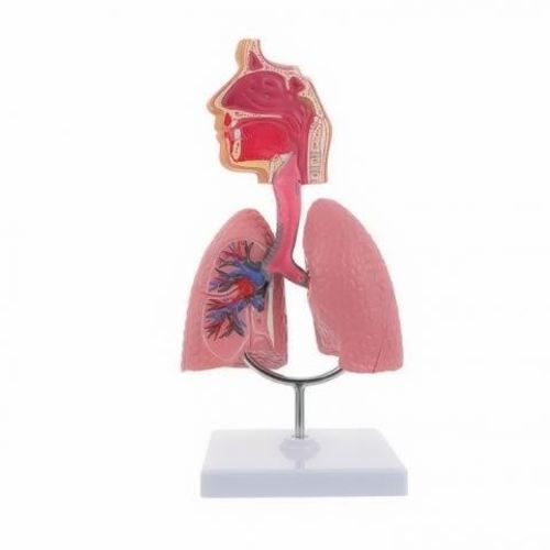 Modelo Anatomico Estudio Sistema Respiratorio 27cm