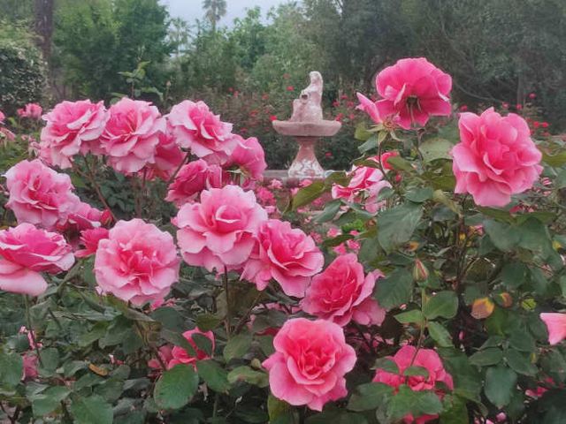 Arriendo Parcela Chicureo: Eventos, Paseos, Parrilla, Campo