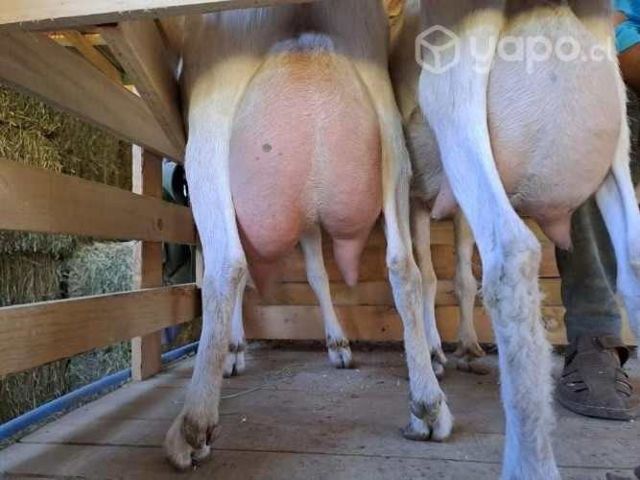 Chivos reproductores Saane