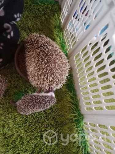 Erizos de tierra 1 mes y 15 dias