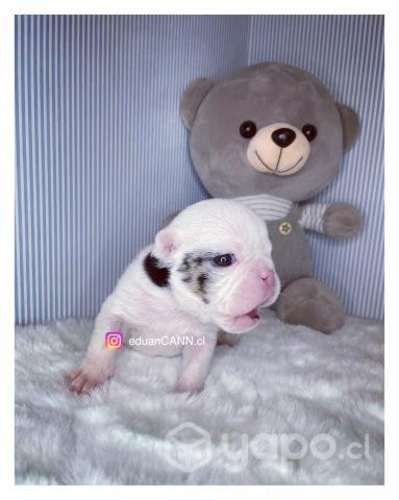 Cachorros bulldog inglés