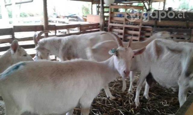 Cabras lecheras Saanen