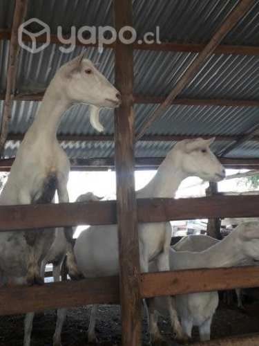 Cabras lecheras Saanen