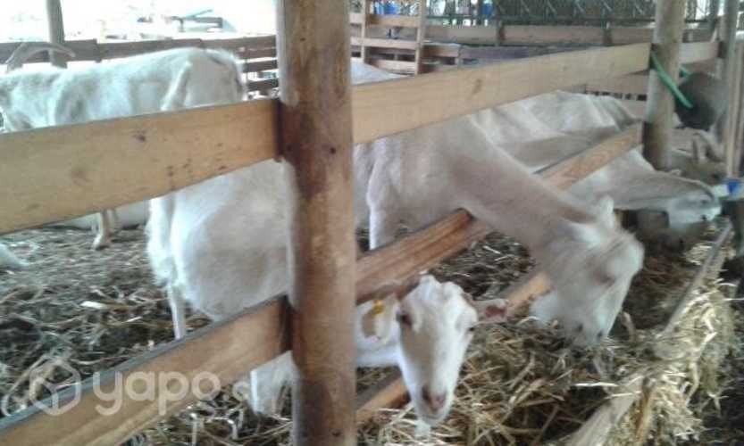 Cabras lecheras Saanen