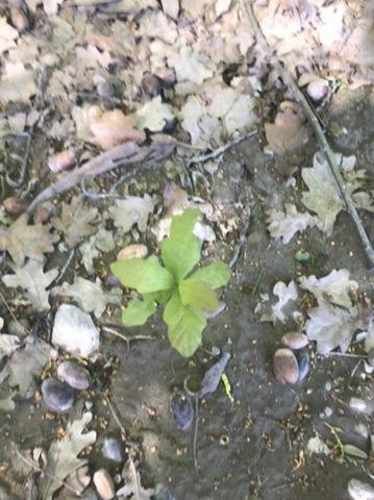 Árboles Roble Quercus Robur (encinos)