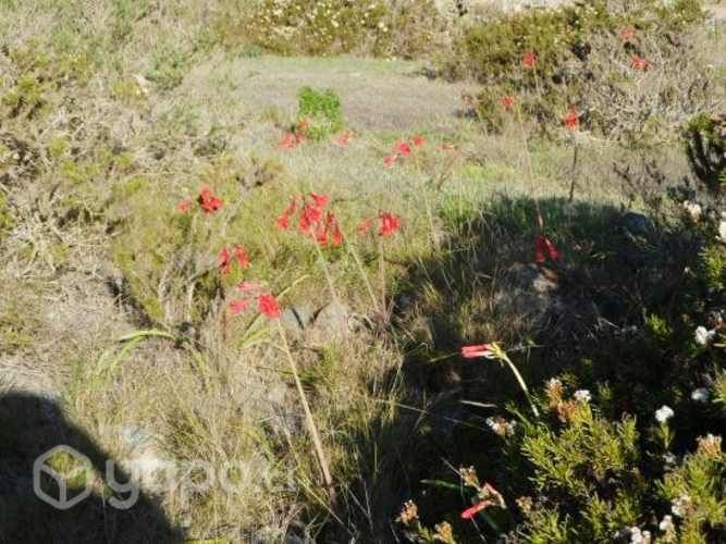 Vendo parcela Arrayan acostero