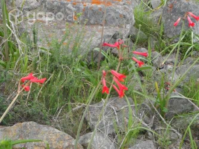 Vendo parcela Arrayan acostero