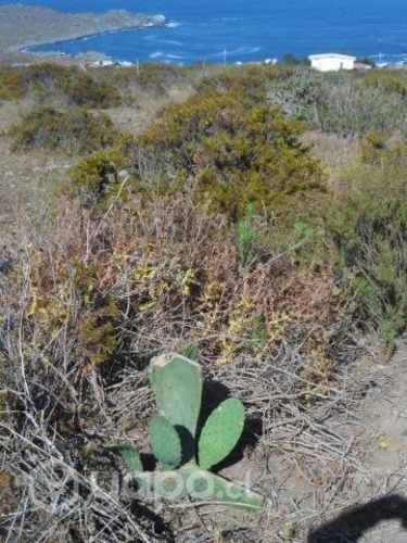 Vendo parcela Arrayan acostero