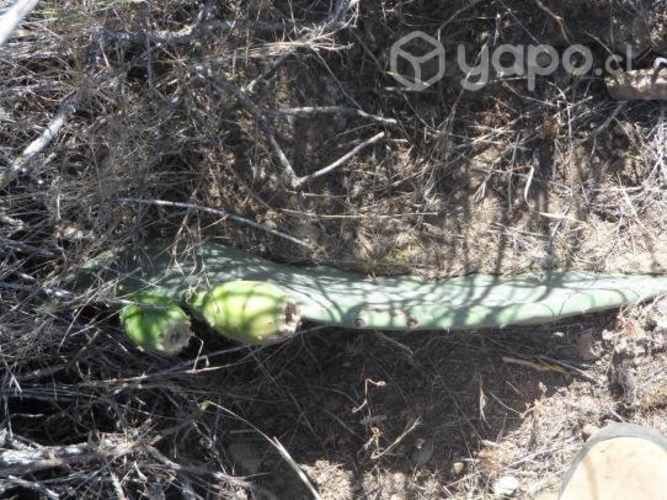 Vendo parcela Arrayan acostero