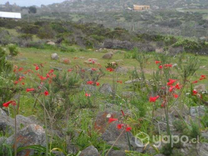 Vendo parcela Arrayan acostero