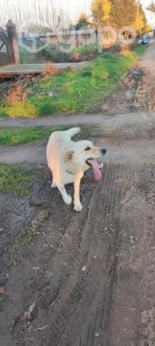 Perrito en adopción