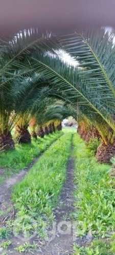 Palmeras ornamentales