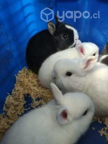 Conejos enanos