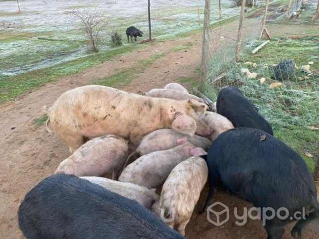 Chanchos machos hembras 4 meses