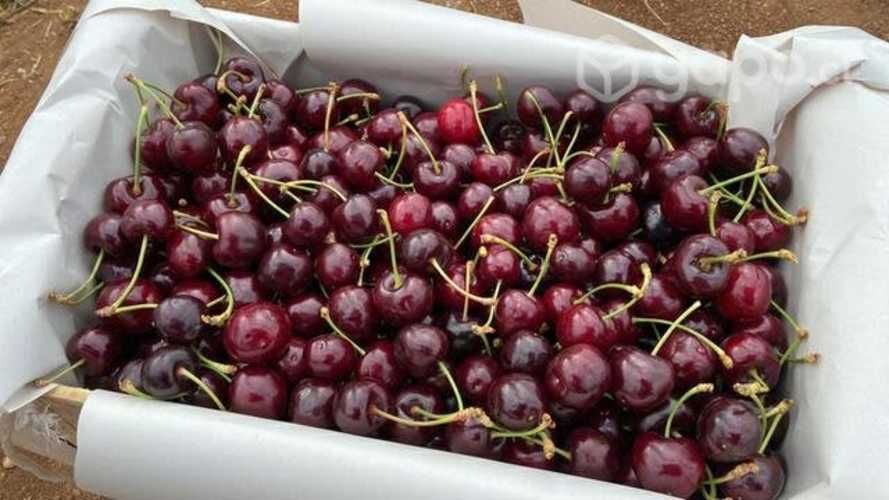 Venta de parcela, queime, quillon