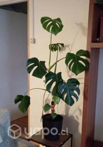 Monstera