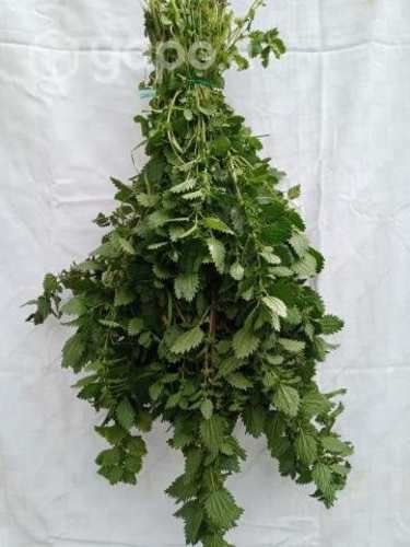 Ortiga Fresca. Paquete Ramillete de 1 kilogramo