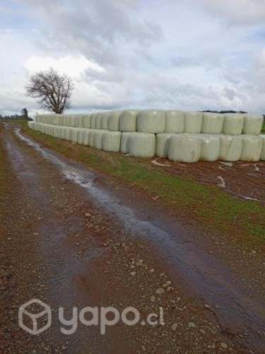Bolos de ballica y avena