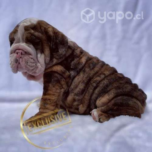 Bulldog inglés (cachorros excelente Genética)