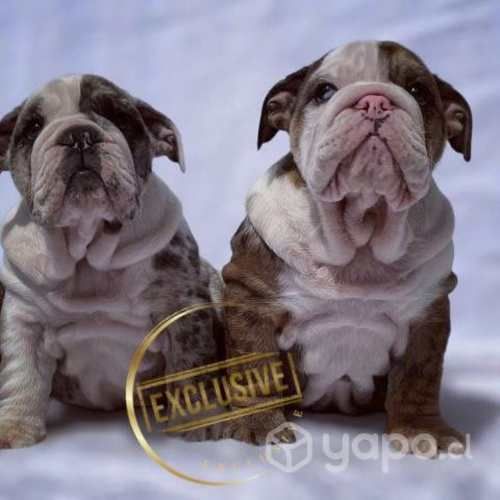 Bulldog inglés (cachorros excelente Genética)