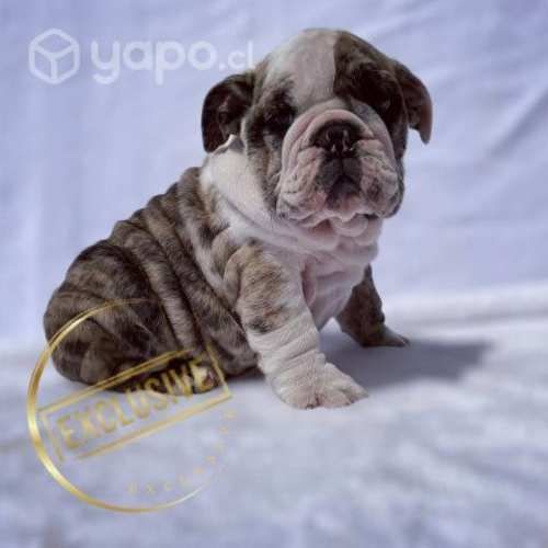 Bulldog inglés (cachorros excelente Genética)
