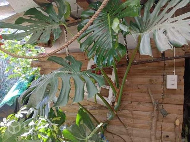 Monstera 2mt