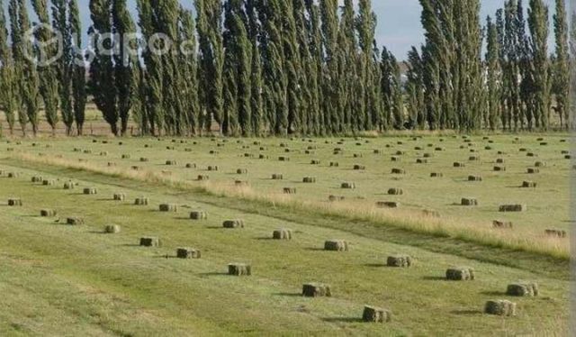 Fardos de Alfalfa