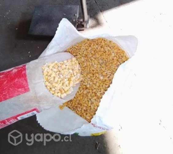 Maiz Grano Seco