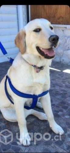 Se regala perra labradora de 2 años
