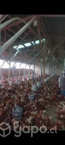 Alimentador semi automatico