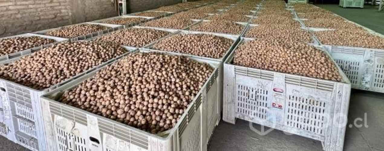 Venta Nueces Chandler - Cosecha 2023