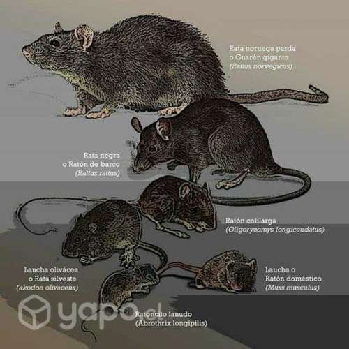 Control de plagas profesional